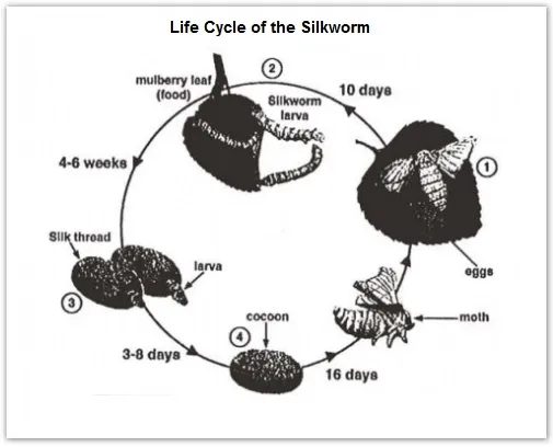 Process: Silkworm life cycle and silk cloth production (visual 1 of 2)