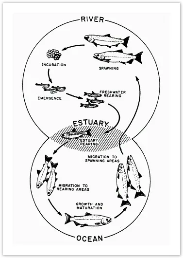Process: Life cycle of a salmon from egg